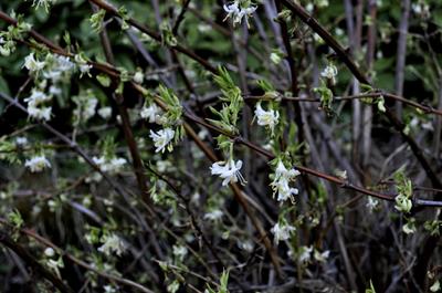 Ribes sanguineum - انگورفرنگی گل‌قرمز